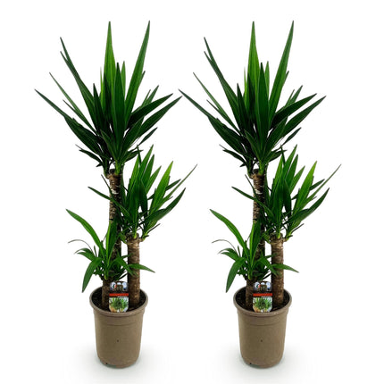 Yucca elephantipes - 2 pezzi - Vaso 21cm - Altezza 100cm