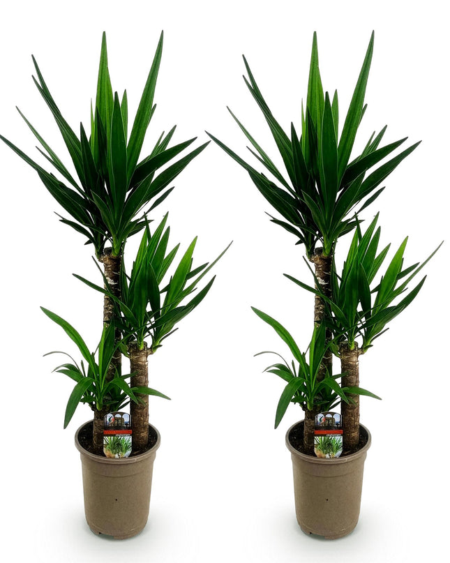 Yucca elephantipes - 2 pezzi - Vaso 21cm - Altezza 100cm