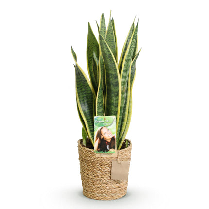 Bogenhanf - Sansevieria Laurentii + Korb - Topf 17cm - Höhe 60-70cm