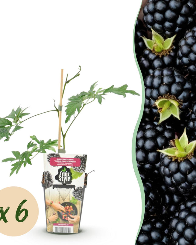 Black Blackberry Fruit Plants - 6 plants - Evergreen - Thornless Bramble Evergreen - Hardy in Winter - Pot 9 cm