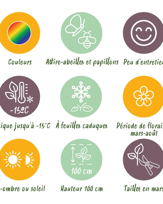 Borderpakket - Bijen en Vlinderlokkend - 8 Vaste planten - 1 m2 - Diversen kleuren - Weinig Onderhoud - Pot 11cm