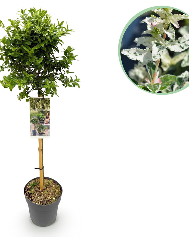 Euonymus fortunei Harlequin - Sempreverde - Resistente al freddo - Foglia verde-bianca - Vaso 19 cm Altezza 90 cm