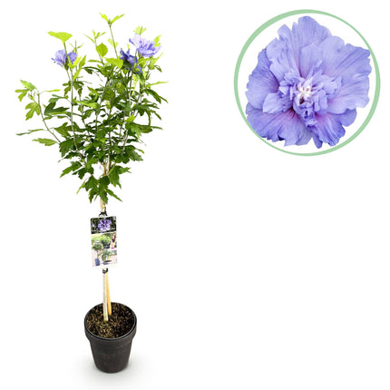 Hibiscus syriacus Blue Chiffon® - Plant op stam - Bladverliezend - Weinig Onderhoud - Pot 19cm Hoogte 90cm