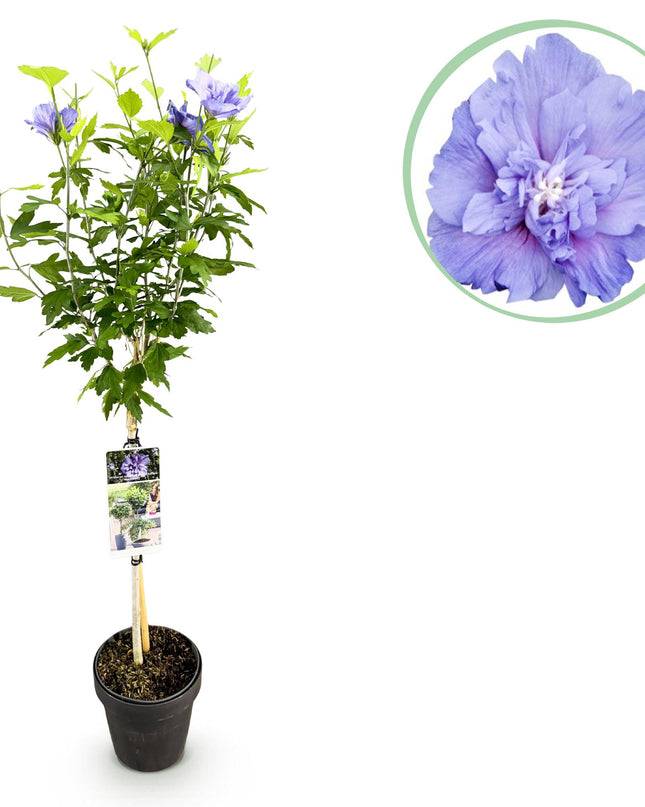 Ibisco siriano Blue Chiffon® - Pianta a fusto - Decidua - Poco Manutenzione - Vaso 19cm Altezza 90cm