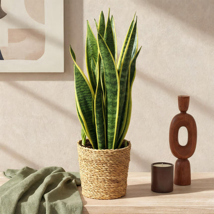 Langue de belle-mère - Sansevieria Laurentii - Pot 17 cm - Hauteur 60-70 cm