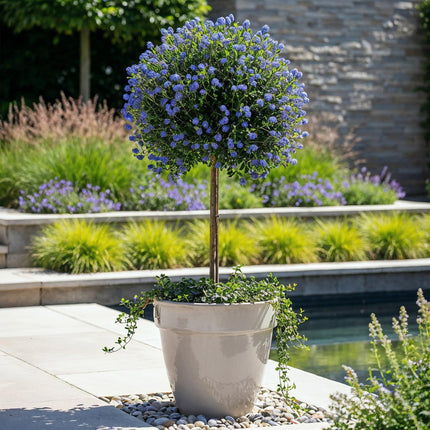 Ceanothus impressus Victoria - Bladhoudend - Winterhard - Paarse Bloem - Pot 19cm Hoogte 90cm