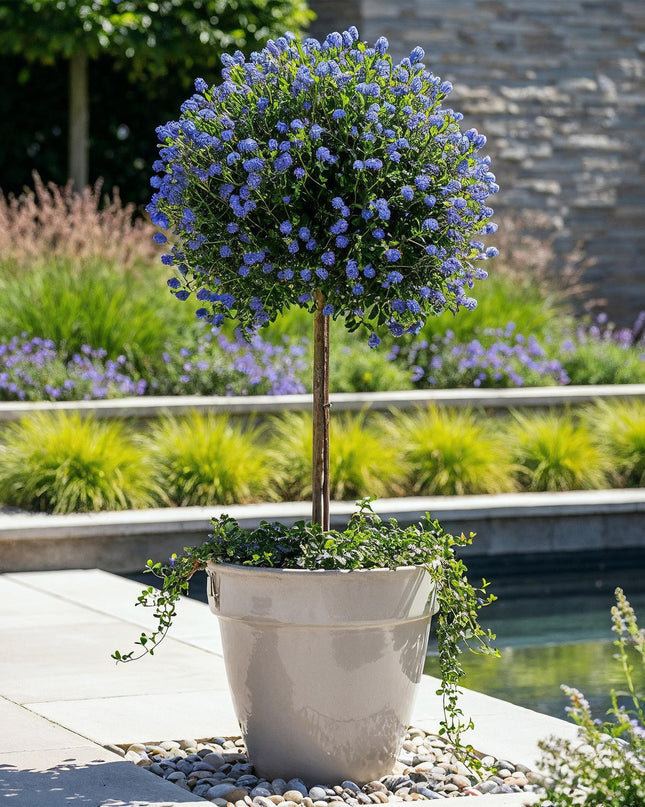 Ceanothus impressus Victoria - Sempreverde - Resistente al freddo - Fiore viola - Vaso 19 cm Altezza 90 cm