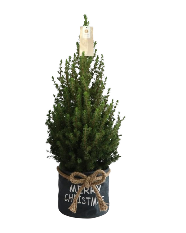 Kleine Kerstboom in Xmas Bag blauw - 70 cm - Picea Glauca Conica