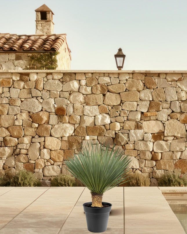 Yucca Rostrata - 80 - 100cm- Ø38