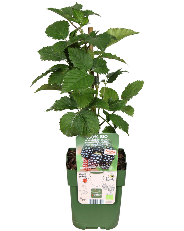 Cespi di more BIO 6 pezzi - Ø 13 cm - ↨ 20 cm