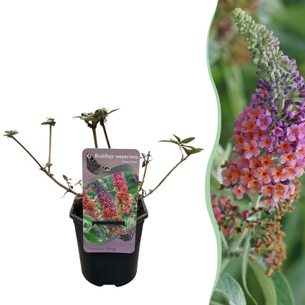 Vlinderstruik - Buddleja davidii Flower Power - Bloem Oranje Paars - 1 Plant - Bladverliezend - Vlinderlokkend -  Pot 17cm Hoogte 30cm