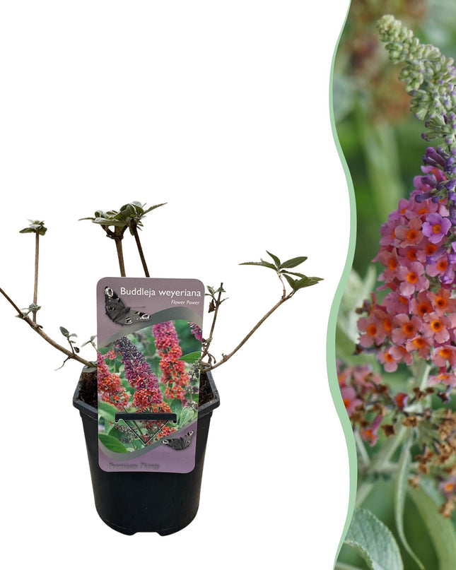 Vlinderstruik - Buddleja davidii Flower Power - Bloem Oranje Paars - 1 Plant - Bladverliezend - Vlinderlokkend -  Pot 17cm Hoogte 30cm