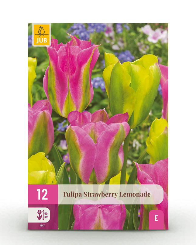 Bloembollen - Tulp Strawberry Lemonade - Diversen Kleuren - 12 stuks - Bolmaat 11/12 - XXL Pack