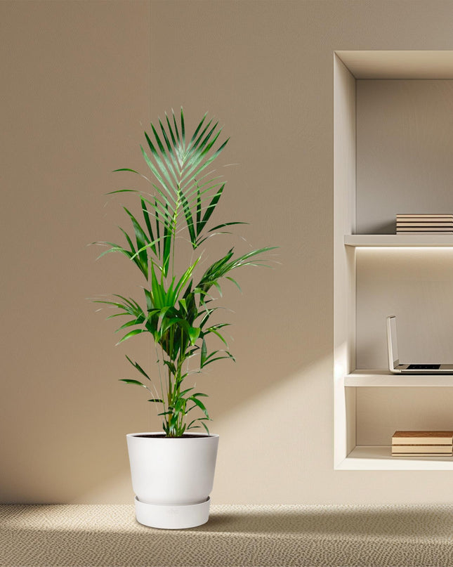 Kentia palm - 180cm - ⌀21 -24
