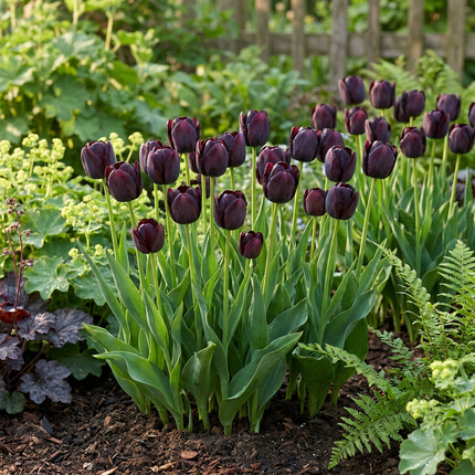 70x Tulipa Black - Tulipe noire - Noir - Floraison printanière - Calibre du bulbe 10/11