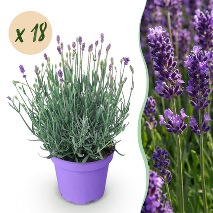Lavandula angustifolia Munstead - Lavande - Rustique - Violet - 18 Plantes - Pot 12cm - Hauteur 15-25cm - 2m2