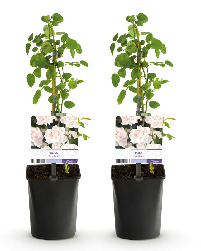 Klimroos Rosa New Dawn - 2 planten - Bloem Licht roze - Weinig onderhoud - Pot 11cm Hoogte 40cm