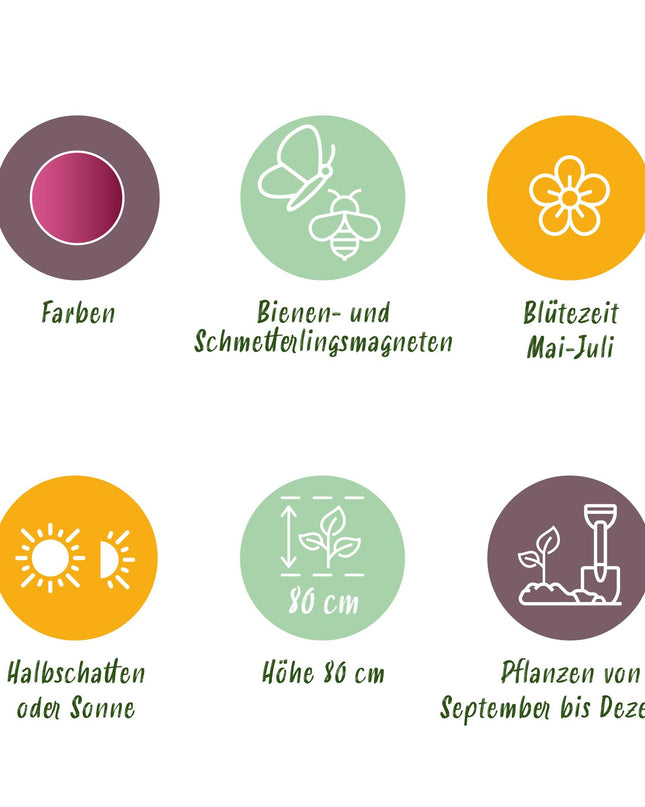 Bloembollen - Allium Sphaerocephalon - Kleur Paars - 100 stuks - Bolmaat 5/6 - XXL Pack