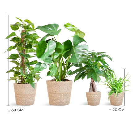 Plantenbox Easy care - 4 planten - incl. mand zeegras
