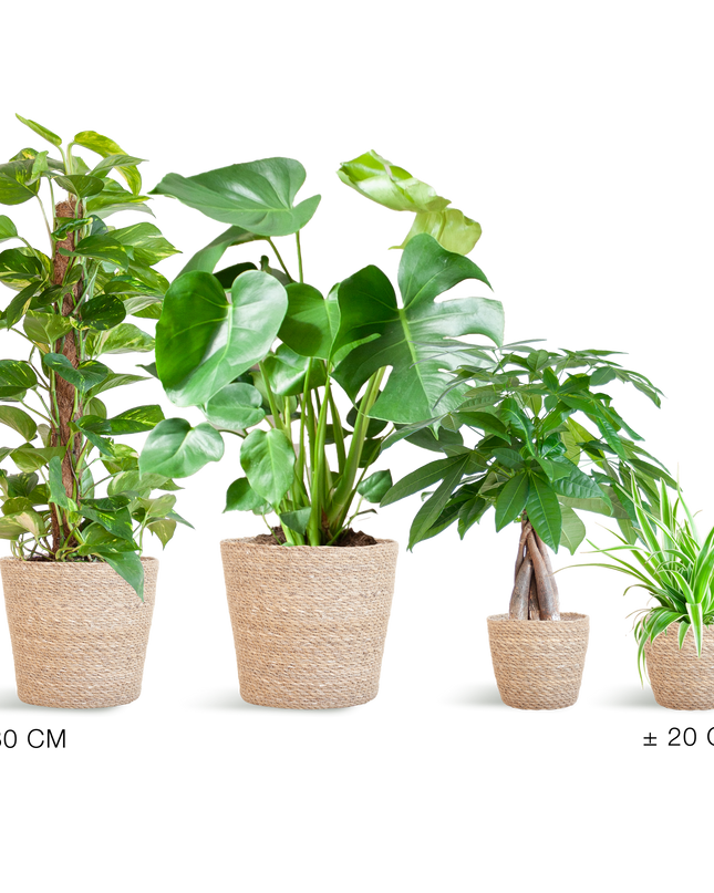 Plantenbox Easy care - 4 planten - incl. mand zeegras