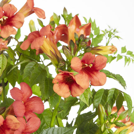 Campsis Summer Jazz Fire Trumpet - Ø19cm - ↕70cm - Ø15 - ↨65cm