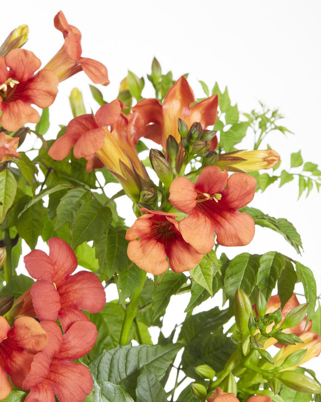 Campsis Summer Jazz Fire Trumpet - Ø19cm - ↕70cm - Ø15 - ↨65cm
