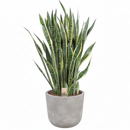 Sansevieria Laurentii - 100 cm - ø35