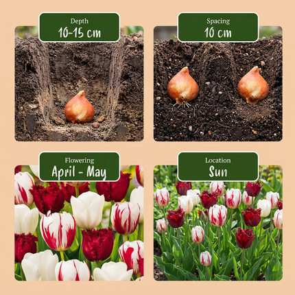 15x Tulipa Dutch Design – Tulpe Dutch Design – Rosa und Weiß – Frühjahrsblüher – Zwiebelgröße 11/12