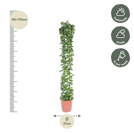Cissus rotundifolia Pflanzenstütze - 160 cm - ø27
