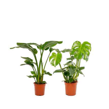 Strelitzia Nicolai - Ø19cm - ↕85cm + Monstera Deliciosa - Ø21cm - ↕75cm - 2 planten