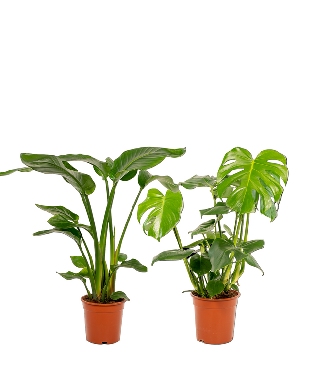 Strelitzia Nicolai - Ø19cm - ↕85cm + Monstera Deliciosa - Ø21cm - ↕75cm - 2 planten