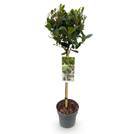 Laurus nobilis - Bladhoudend - Winterhard - Groen Blad - Pot 19cm Hoogte 90cm