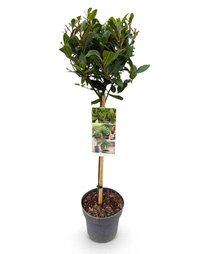 Lauro nobile - Sempreverde - Resistente all'inverno - Foglia verde - Vaso 19 cm Altezza 90 cm