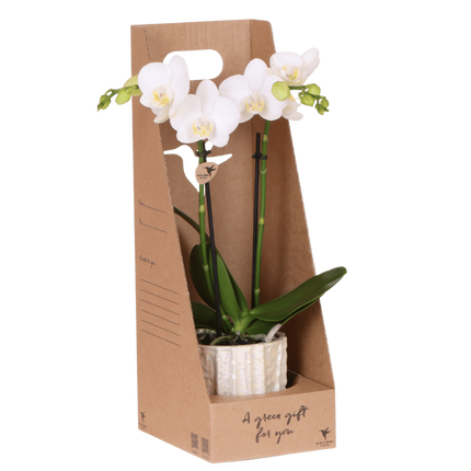 Set de regalo de orquídea Amabilis blanca - incluye caja de regalo, orquídea y maceta decorativa - Ø9cm