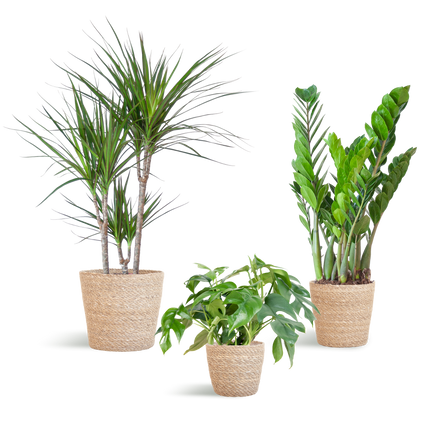 Plantenbox Schaduw - 3 planten - incl. mand zeegras