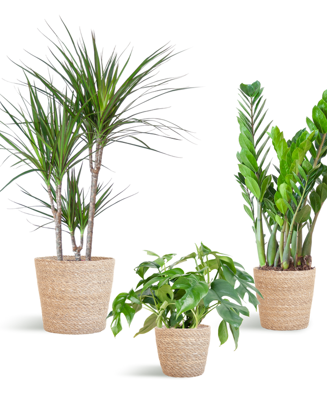 Plantenbox Schaduw - 3 planten - incl. mand zeegras