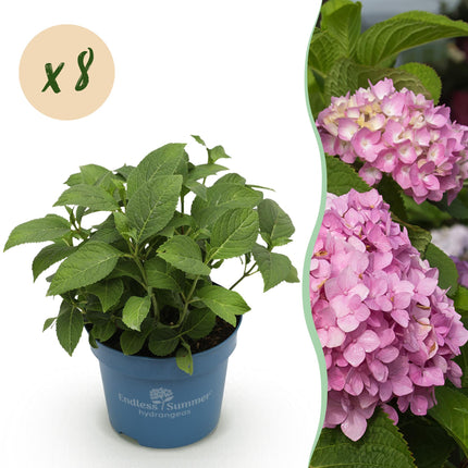 Hortensia Roze -  Hydrangea Endles Summer The Original Pink - 8 Planten - Pot 14cm -Hoogte 20-25cm