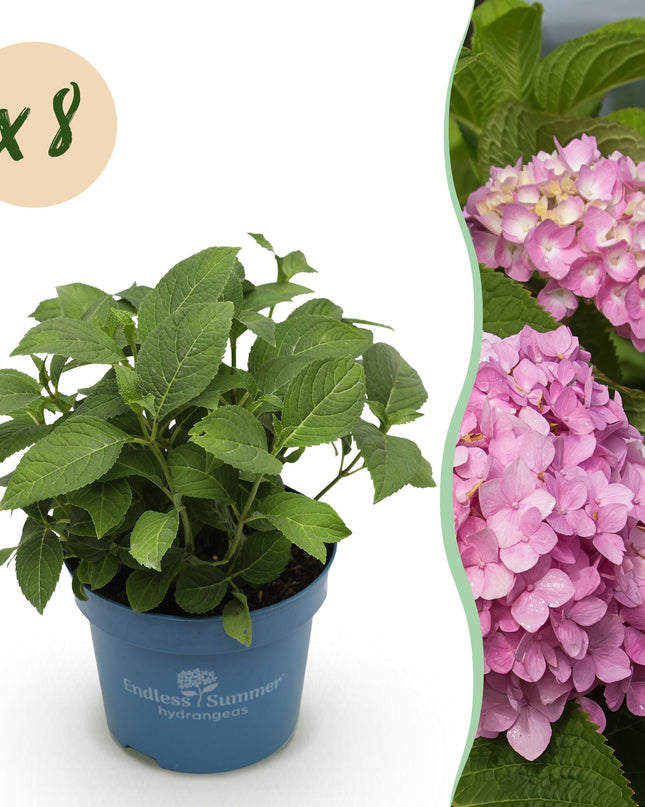 Hortensia Roze -  Hydrangea Endles Summer The Original Pink - 8 Planten - Pot 14cm -Hoogte 20-25cm