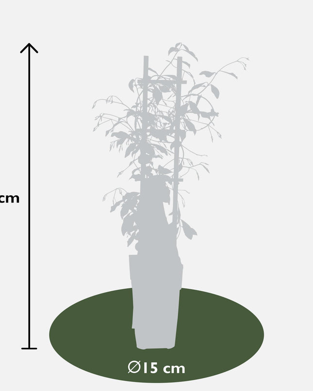 Trachelospermum 'Star of Venice' - Toscaanse Jasmijn Wit - Ø15cm - ↕65cm