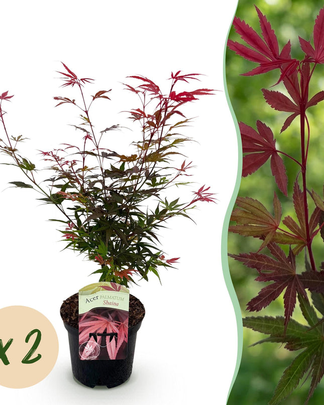Acero giapponese - Acer palmatum Shaina - Rosso - 2 pezzi - Vaso 19 cm Altezza 70 cm