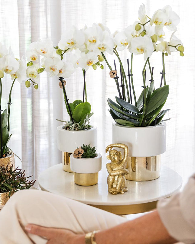 Kolibri Orchids | witte Phalaenopsis orchidee - Amabilis + Lush pot - potmaat Ø9cm - 35cm hoog | bloeiende kamerplant - vers van de kweker