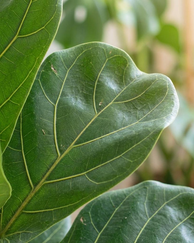 Ficus Lyrata mit natürlichem Mand Seegras - 80cm - Ø21