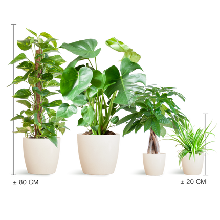 Plantenbox Easy care - 4 planten - incl. vibers pot wit