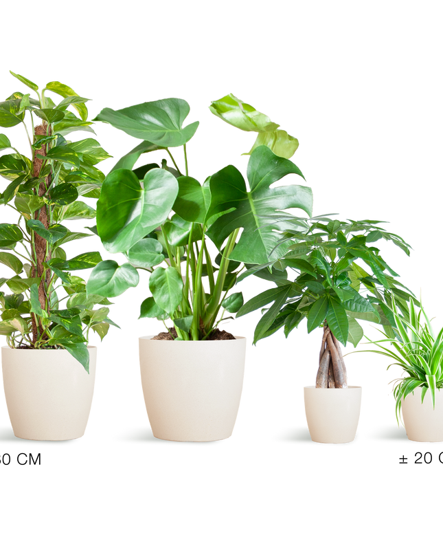 Plantenbox Easy care - 4 planten - incl. vibers pot wit