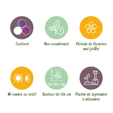 Bloembollen - Bulb Garden Allium mix - Diversen Kleuren - 80 stuks - Gift Verpakking