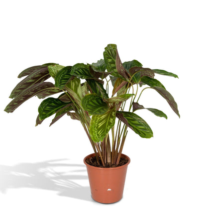 Calathea Flamestar - Planta Pavo Real - Ø19cm - ↕75cm