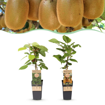 Kiwipflanze Actinidia Weiki & Hayward - 1 Männlich - 1 Weiblich - Pflanzen - Grün - Topf 15cm - Höhe 50cm