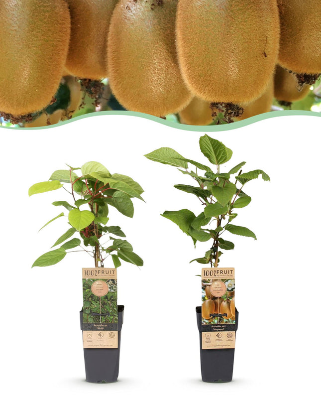 Kiwipflanze Actinidia Weiki & Hayward - 1 Männlich - 1 Weiblich - Pflanzen - Grün - Topf 15cm - Höhe 50cm