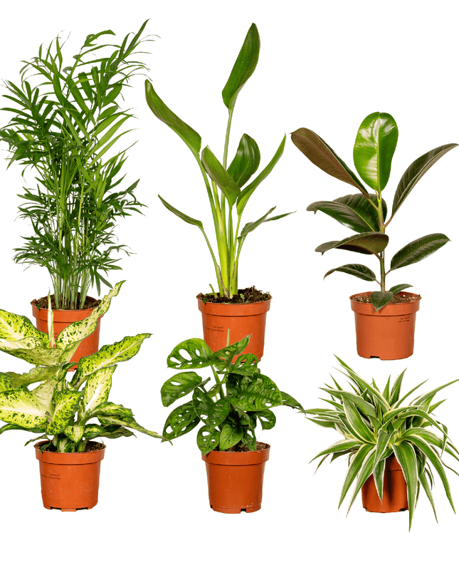 Verrassingsbox - 6 stuks - Ø12cm - ↕25cm