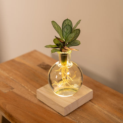 Calathea in vaso Samoa in vetro con illuminazione LED - Ø12cm - ↕10cm